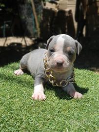 Pitbull tricolor 