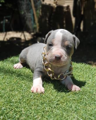 Pitbull tricolor 