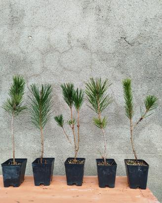 Pinus thunbergii