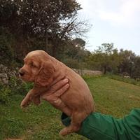 Cocker spaniel inglesi