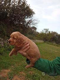 Cocker spaniel inglesi
