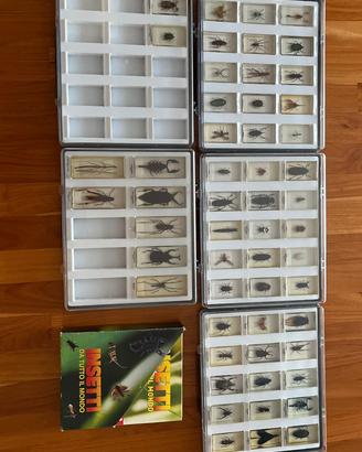 collezione vintage insetti rari
