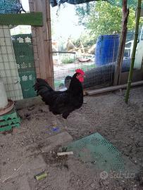 Gallo Australorp