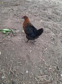 Marans
