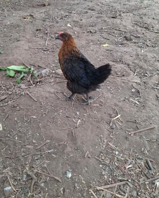 Marans