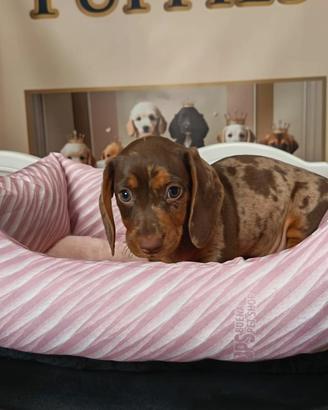 Cuccioli bassotto adorabili 