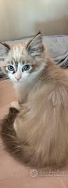 Ragdoll di 3 mesi disponibile