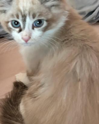 Ragdoll di 3 mesi disponibile
