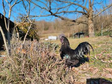 Gallo Cemano