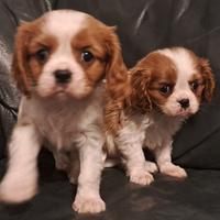 Maschietti di cavalier King
