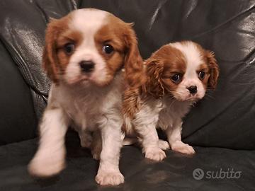 Maschietti di cavalier King