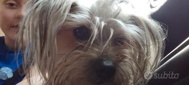 Maschietto Maltese o Yorkshire per accoppiamento
