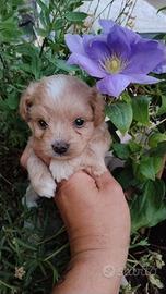 Maltipoo Toy
