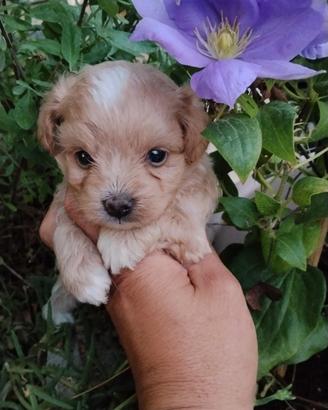 Maltipoo Toy