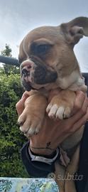 Cucciolina bulldog francese