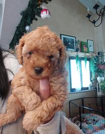 TOY cucciole barboncina fulva