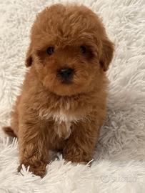 Maltipoo red