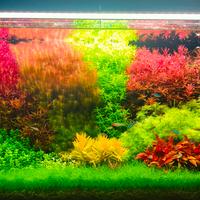 CHIHIROS 90 WRGB 2 SLIM