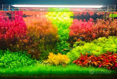 CHIHIROS 90 WRGB 2 SLIM