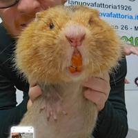 Ratto del Bamboo Maggiore