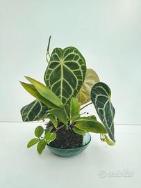 Kokedama Anthurium Clarinervium