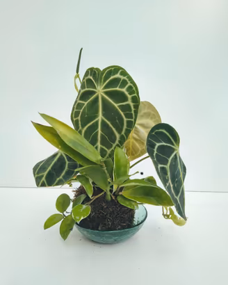 Kokedama Anthurium Clarinervium