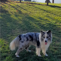 Border collie da monta con pedigree accoppiamento