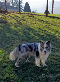 Border collie da monta con pedigree accoppiamento