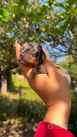 Cuccioli di bassotto