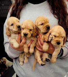 Dolcissimi cuccioli di Cocker Spaniel Inglese