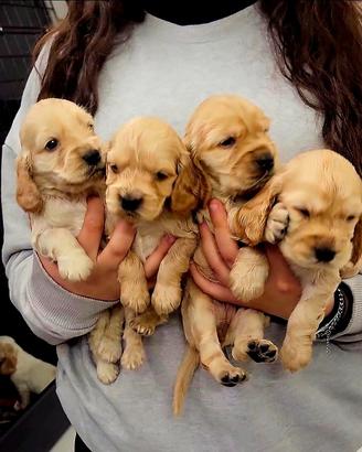 Dolcissimi cuccioli di Cocker Spaniel Inglese