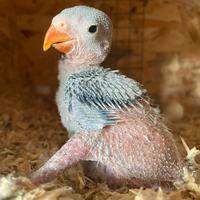 Pullo parrocchetto dei mustacchi