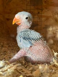 Pullo parrocchetto dei mustacchi