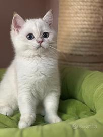 British Shorthair