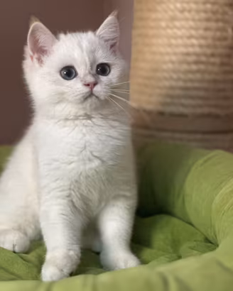 British Shorthair
