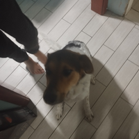 Cagnolina taglia media