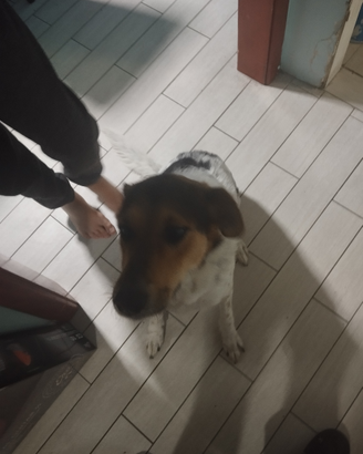 Cagnolina taglia media