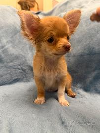 Chihuahua a pelo lungo