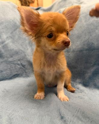 Chihuahua a pelo lungo