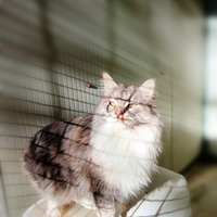 Maine Coon femmina adulta con Pedigree