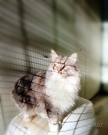 Maine Coon femmina adulta con Pedigree