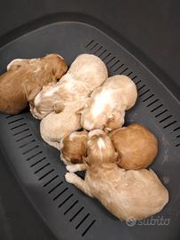 Cuccioli Maltipoo italiani di prima generazione