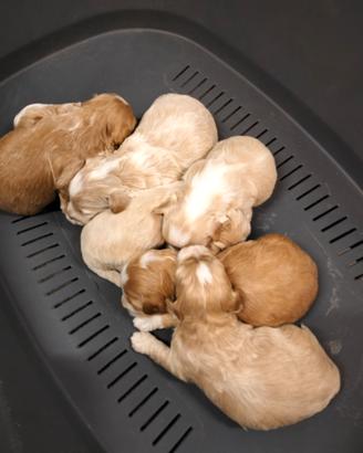 Cuccioli Maltipoo italiani di prima generazione