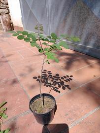 Pianta acacia Robinia pseudoacacia in vaso h 20 cm