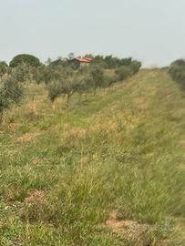 TERRENO AGRICOLO ULIVETO