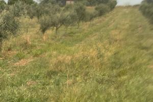 TERRENO AGRICOLO ULIVETO