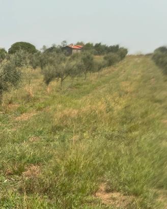 TERRENO AGRICOLO ULIVETO
