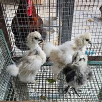 5 pulcinotti moroseta