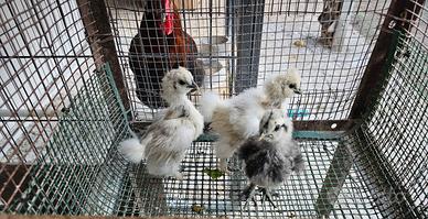 5 pulcinotti moroseta