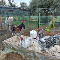 Orpington,moroseta, marans